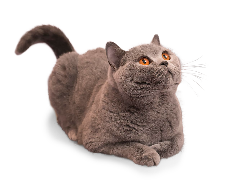 Ženak britanske kratkodlake mačke Nea